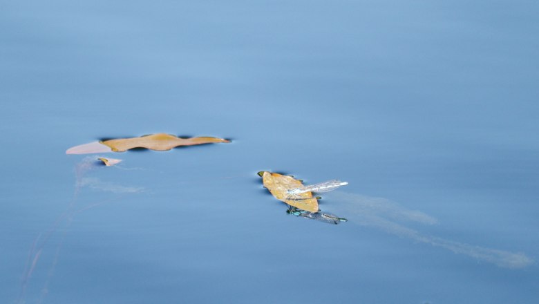 Eine Libelle sitzt auf einem schwimmenden Blatt im Wasser.