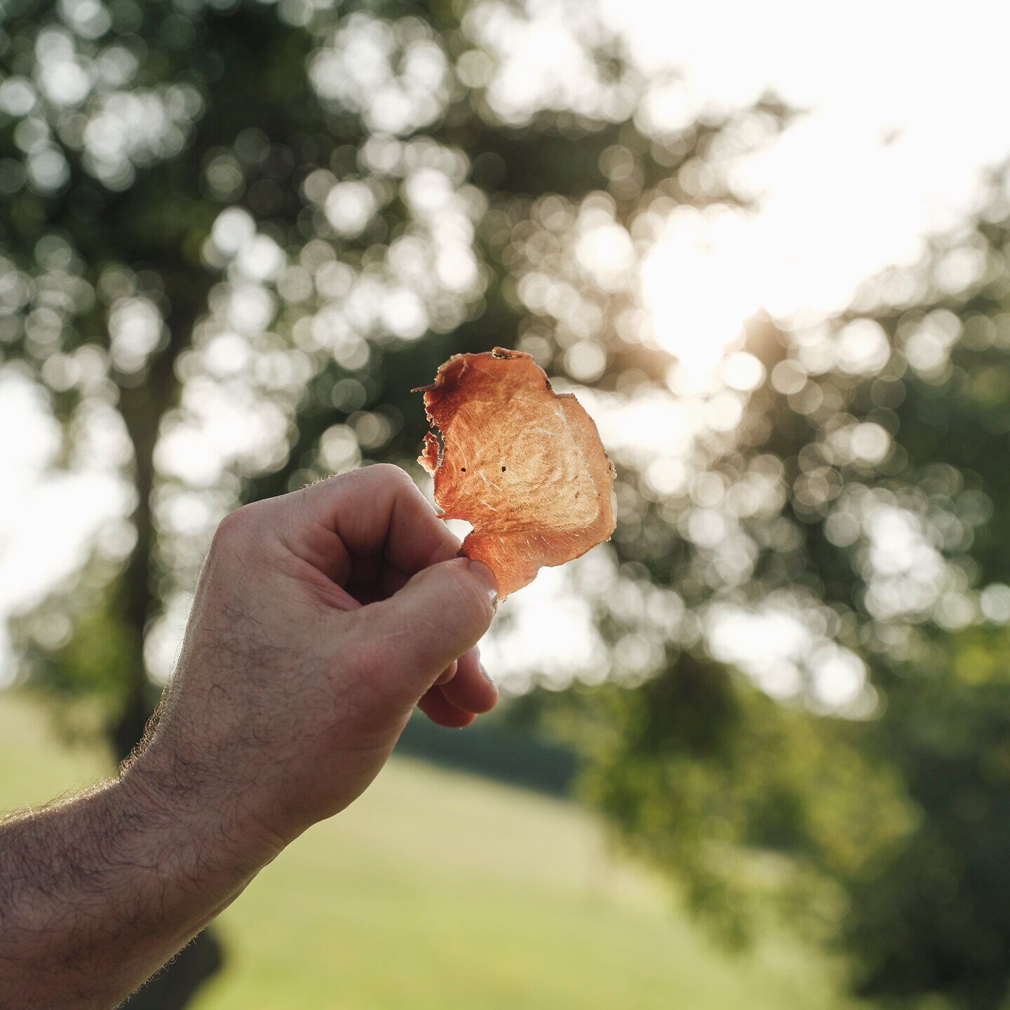 Ein strahlender Sonnenstrahl durchbricht die Bäume und beleuchtet die knusprige Kartoffelscheibe, die in der Hand gehalten wird. Die frische Luft und die umgebende Natur laden dazu ein, die kleinen Freuden des Lebens zu genießen. Hier, wo Kulinarik und Genuss aufeinandertreffen, wird jeder Bissen zu einem Erlebnis.