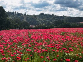 Stift Zwettl, © Dr. Markus Peham