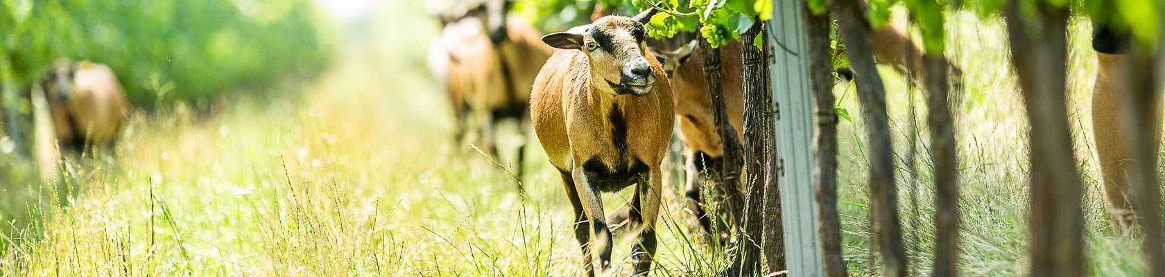 Weingarten, Ziegen