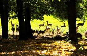 Eine Gruppe von Rehen steht und liegt auf einer sonnigen Lichtung im Wald.