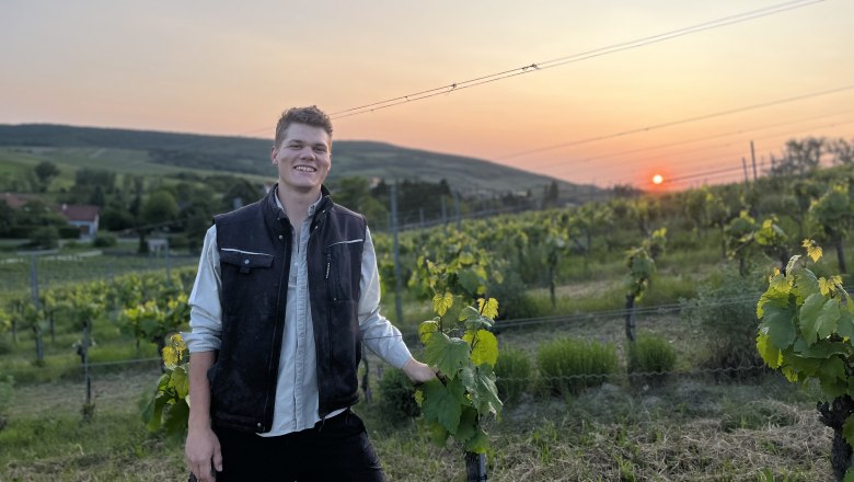 Person im Weingarten bei Sonnenuntergang.