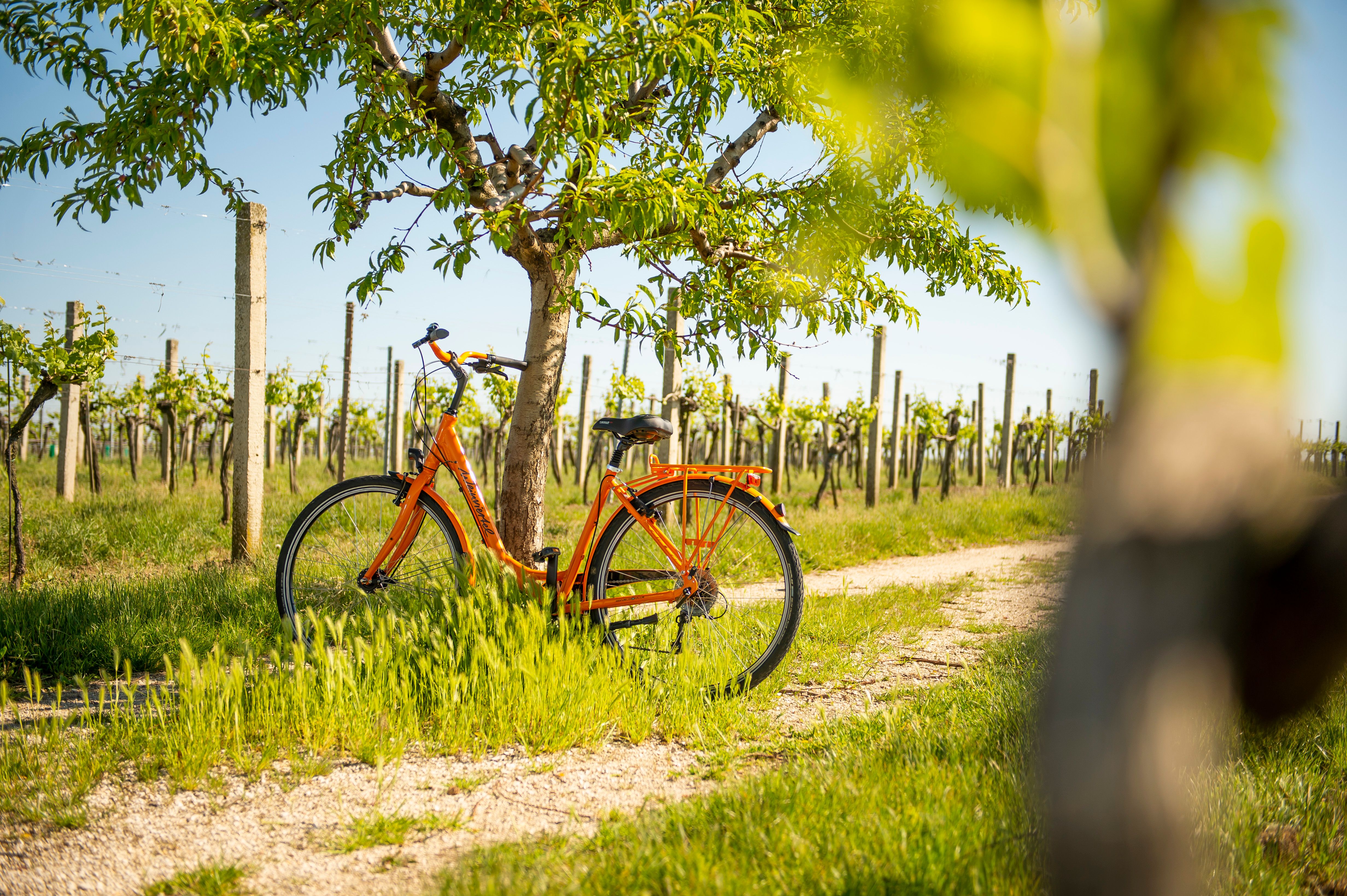 Ein orangefarbenes Fahrrad lehnt an einem Baum in einem Weinberg bei sonnigem Wetter.