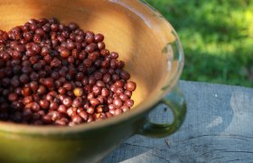 Elsbeeren, &copy; Wienerwald