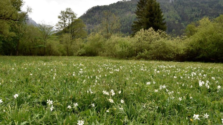 Schauwiese Wassercluster bei Lunz am See, &copy; David Bock