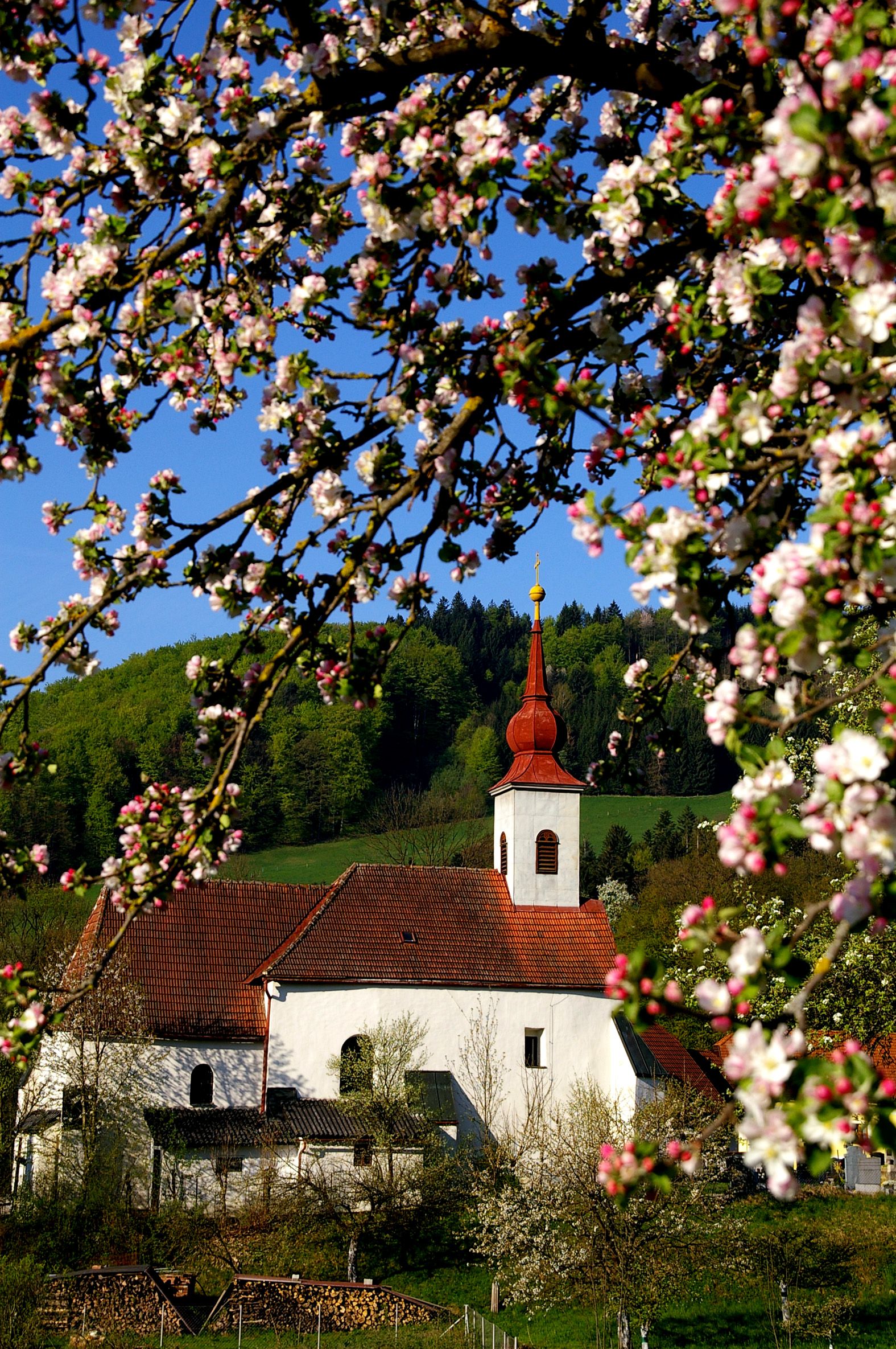 Kirche in St. Veit/Gölsen mit blühenden Zweigen im Vordergrund.