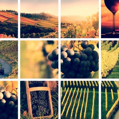 Collage von Weinbergen, Trauben und einem Weinglas.