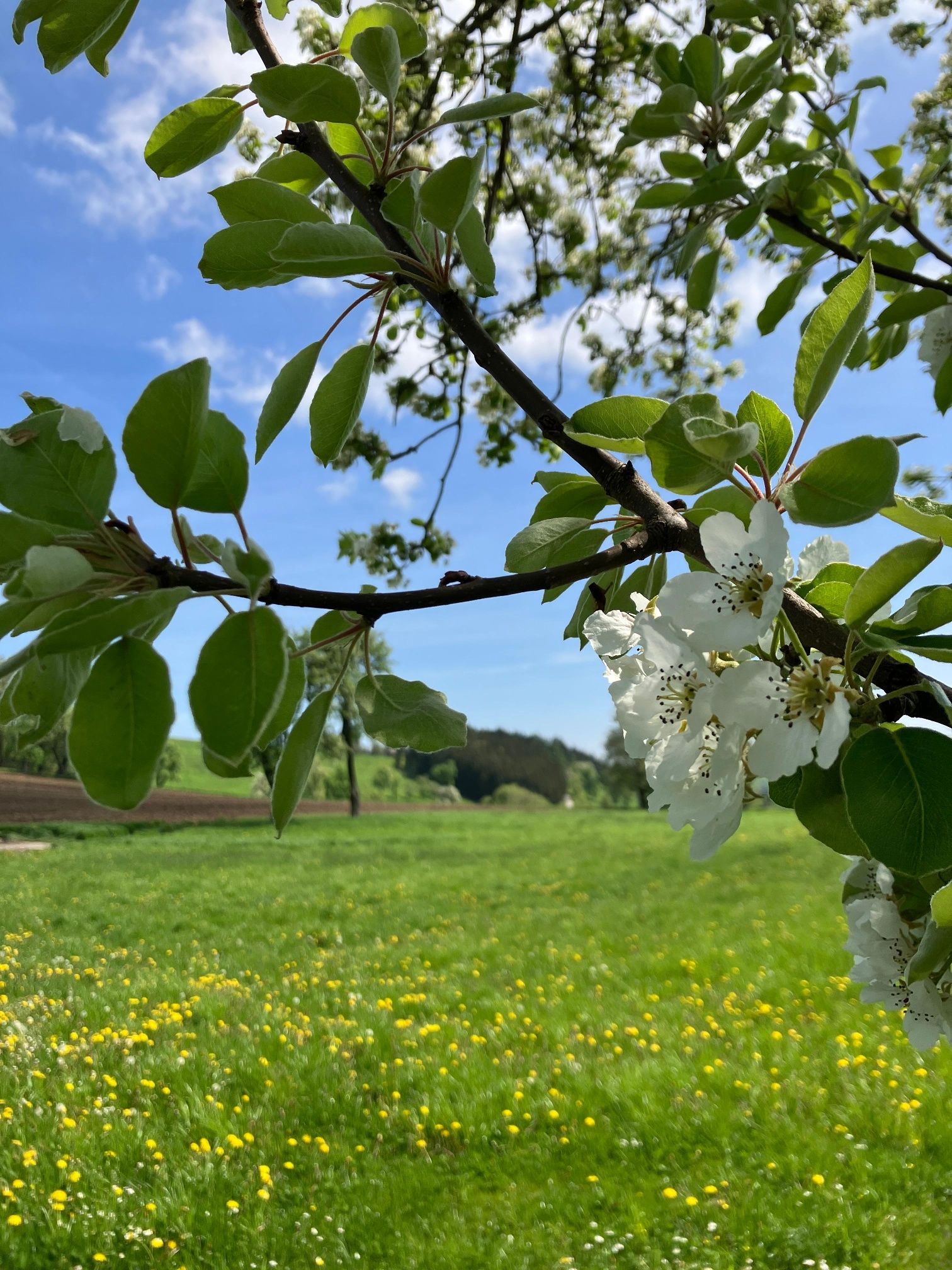 Blühende Bäume entlang des Fröschlauweges