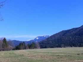 Scheiklh&ouml;he_Rundweg_6_Stengelloser Enzian, &copy; Nordisches Zentrum St. Aegyd