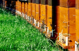 Bienenstöcke, © Sooo gut schmeckt die Bucklige Welt/ Viktoria Kornfeld