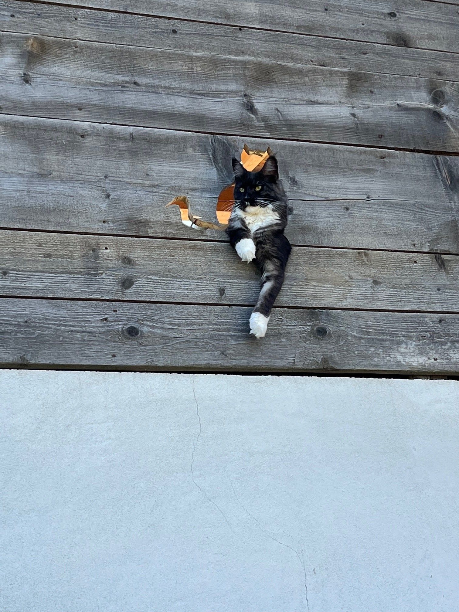 Eine Katze schaut durch ein Loch in einer Holzwand.