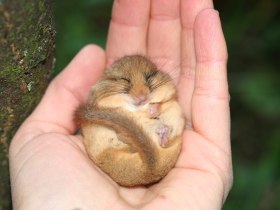 Haselmaus, &copy; Wienerwald Tourismus GmbH / B.Rotter