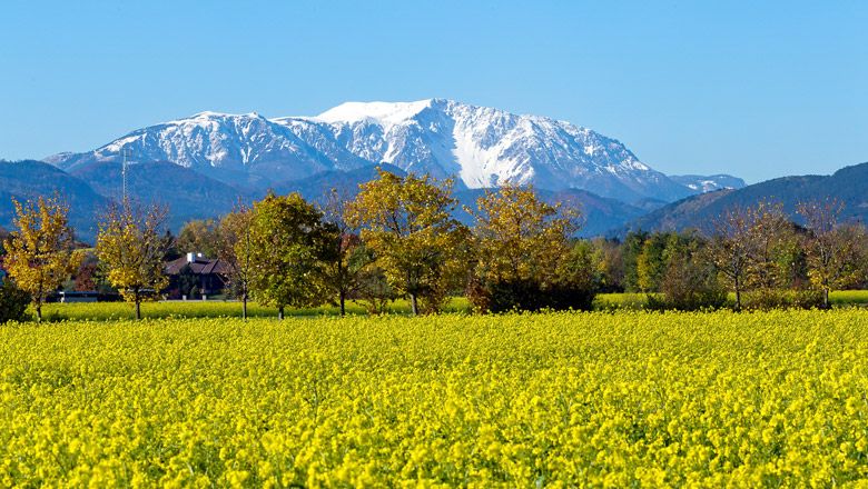 Blick auf ein gelbes Rapsfeld mit Bäumen im Vordergrund und dem schneebedeckten Schneeberg im Hintergrund unter klarem blauem Himmel.