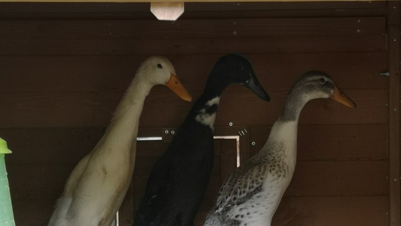 Laufenten, &copy; Friedlhof