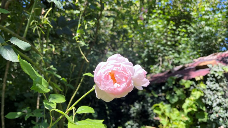 Eine zartrosa Rose in einem sonnigen Garten mit viel Grün im Hintergrund.