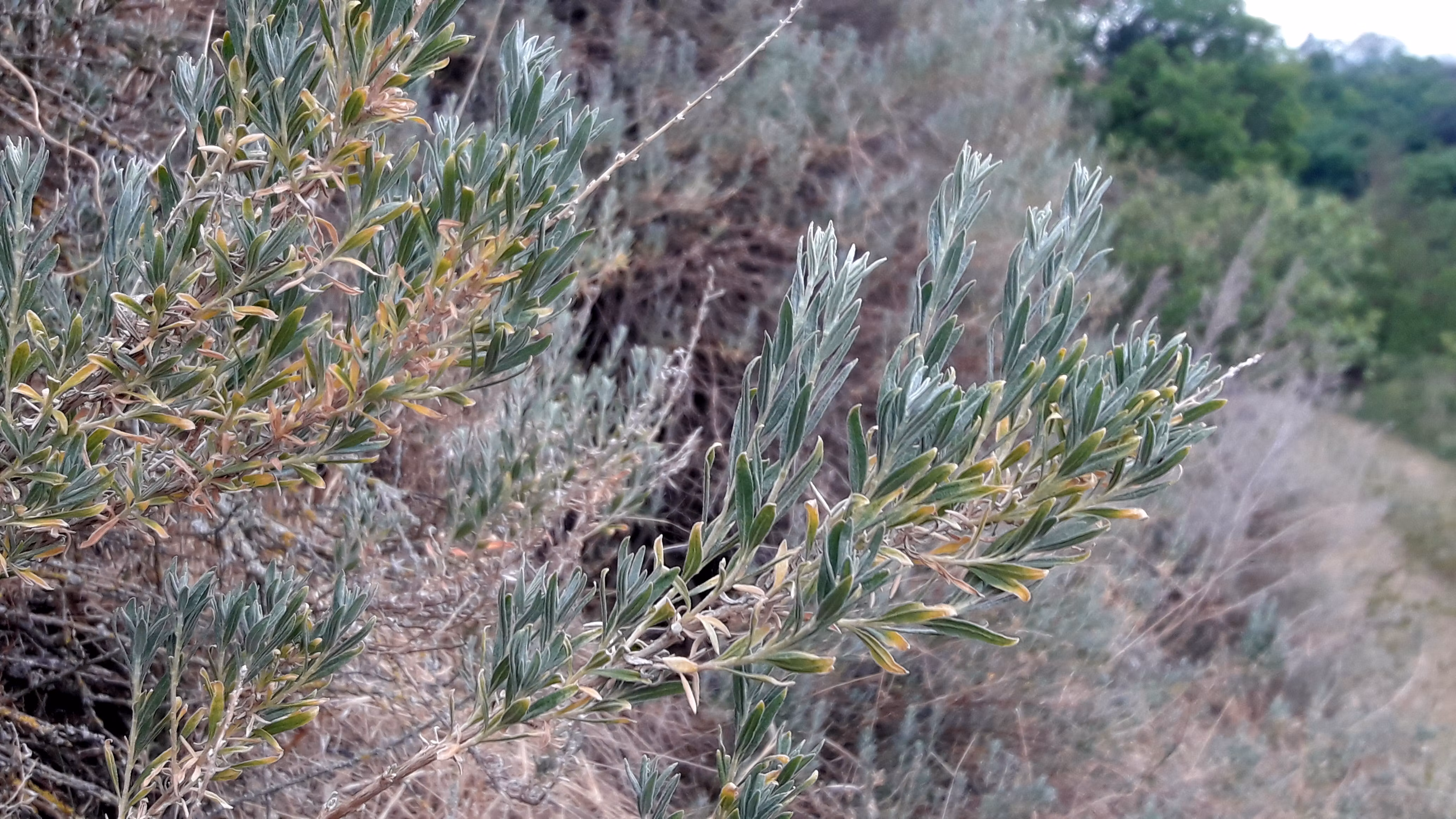 Nahaufnahme von grünen, länglichen Blättern einer Pflanze in einer natürlichen Umgebung.