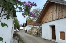 Eine malerische Kellergasse mit wei&szlig;en Pressh&auml;usern und bl&uuml;hendem Flieder im Vordergrund.