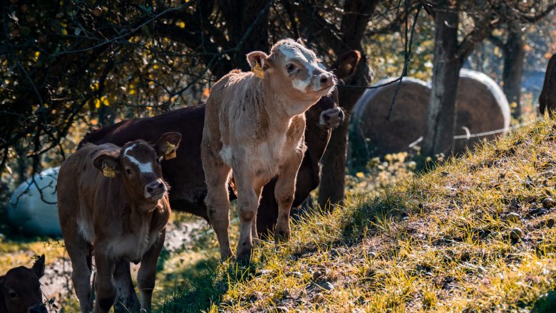 Mehrere K&auml;lber stehen auf einer gr&uuml;nen Wiese im Schatten von B&auml;umen.