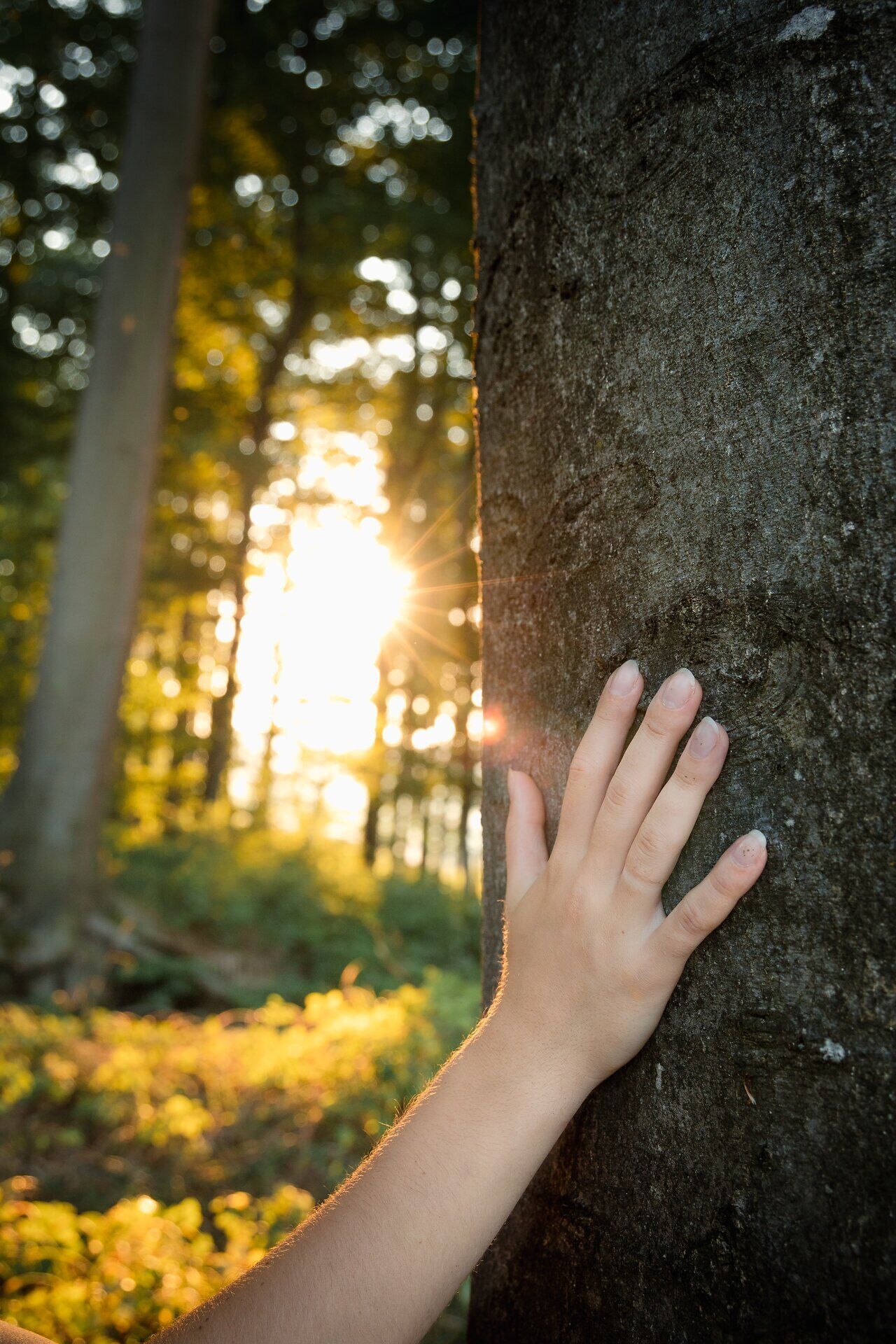 Sanfte Sonnenstrahlen durchdringen das dichte Blätterdach und tauchen den Wald in ein warmes Licht. Eine ruhige Atmosphäre umgibt die Szenerie, während die Hand sanft den rauen Baumstamm berührt und die Verbundenheit zur Natur spürbar wird.