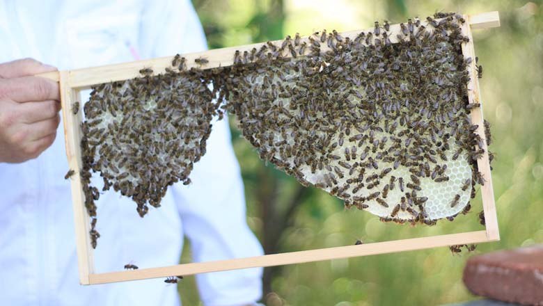 Die Arbeit eines Imkers, &copy; Bio Imkerei Bl&uuml;tenstaub