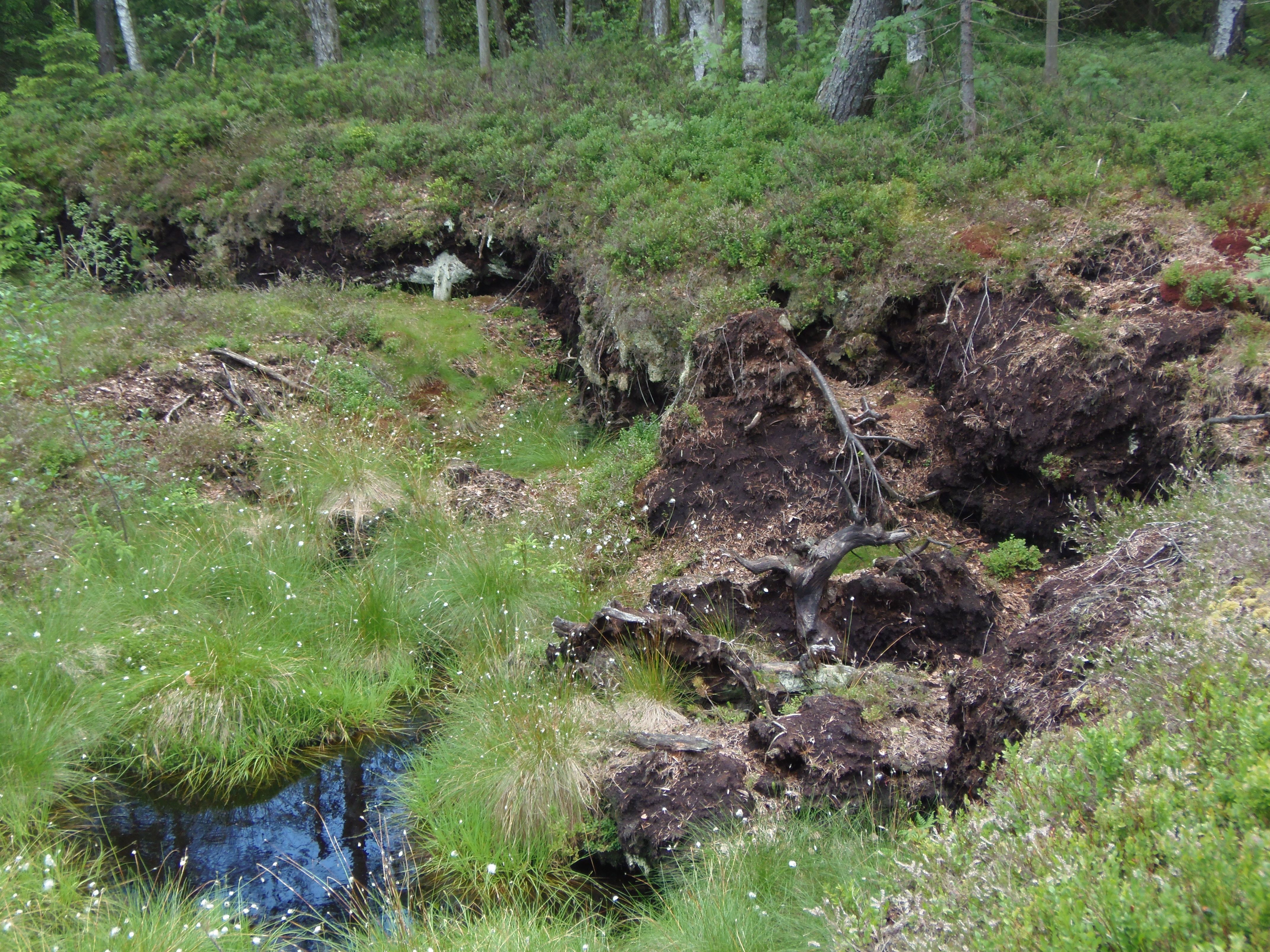 Ein Moorgebiet mit Wasser, Gras und Bäumen im Hintergrund.