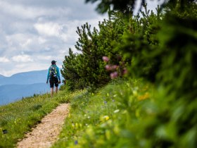 Ein Wanderer genießt die frische Bergluft und die atemberaubende Aussicht auf die umliegenden Hügel und Wiesen. Die bunten Wildblumen und das sanfte Rauschen der Bäume schaffen eine harmonische Atmosphäre, die zum Verweilen einlädt.