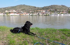 Wandern mit Hund in der Donauregion, © Gabriele Glatzenberger, www.spirits-of-life.at
