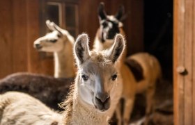 Drei Lamas in einem Stall, eines im Vordergrund, die anderen im Hintergrund.