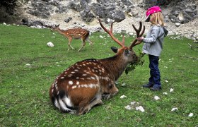 Ein Kind füttert ein sitzendes Reh im Wildpark Ernstbrunn.