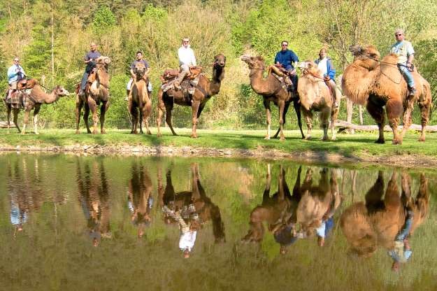Kamelreitschule, &copy; www.kamelreiten.com