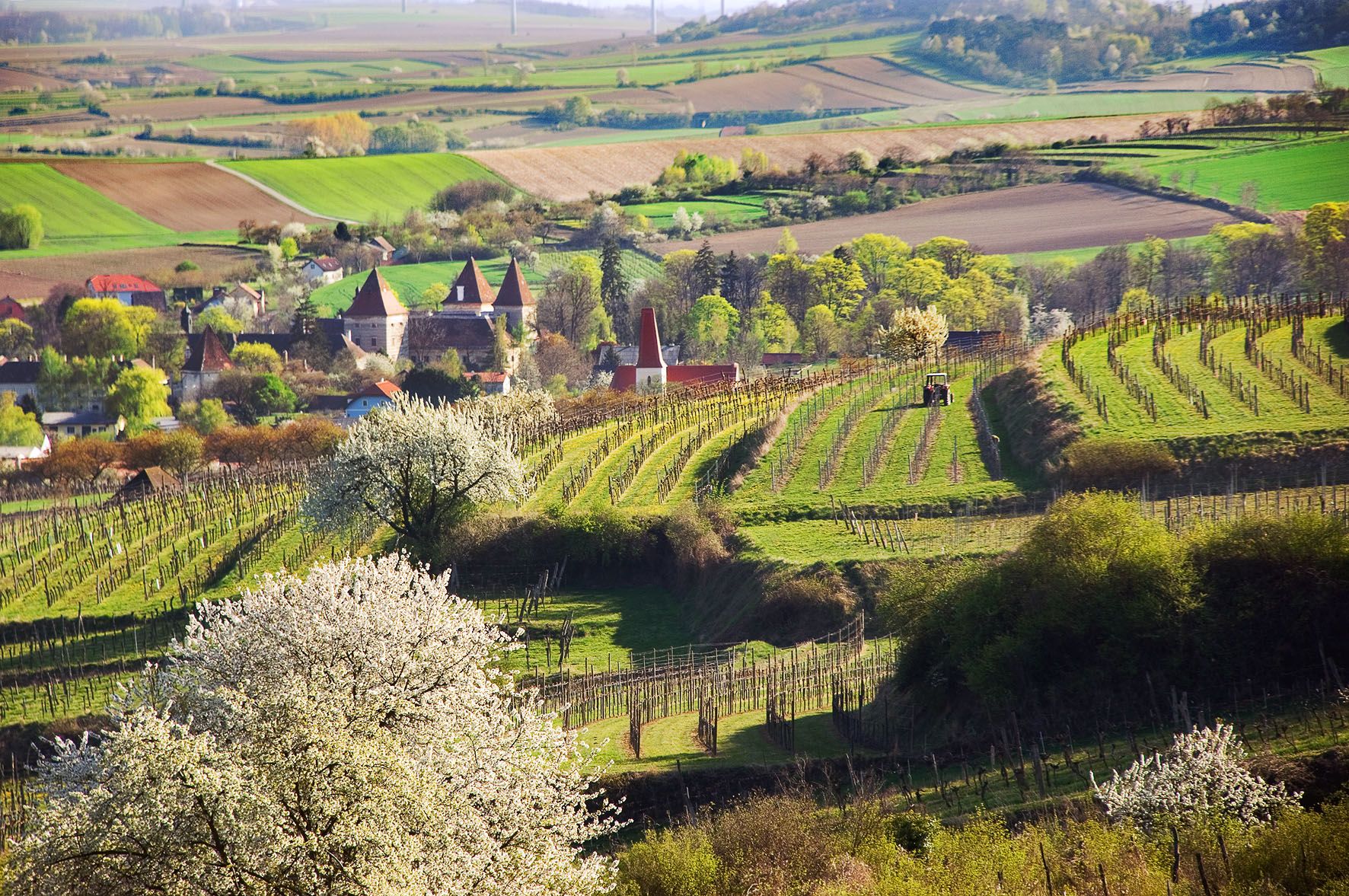 Landschaft mit Weinbergen, blühenden Bäumen und einem Dorf im Hintergrund.
