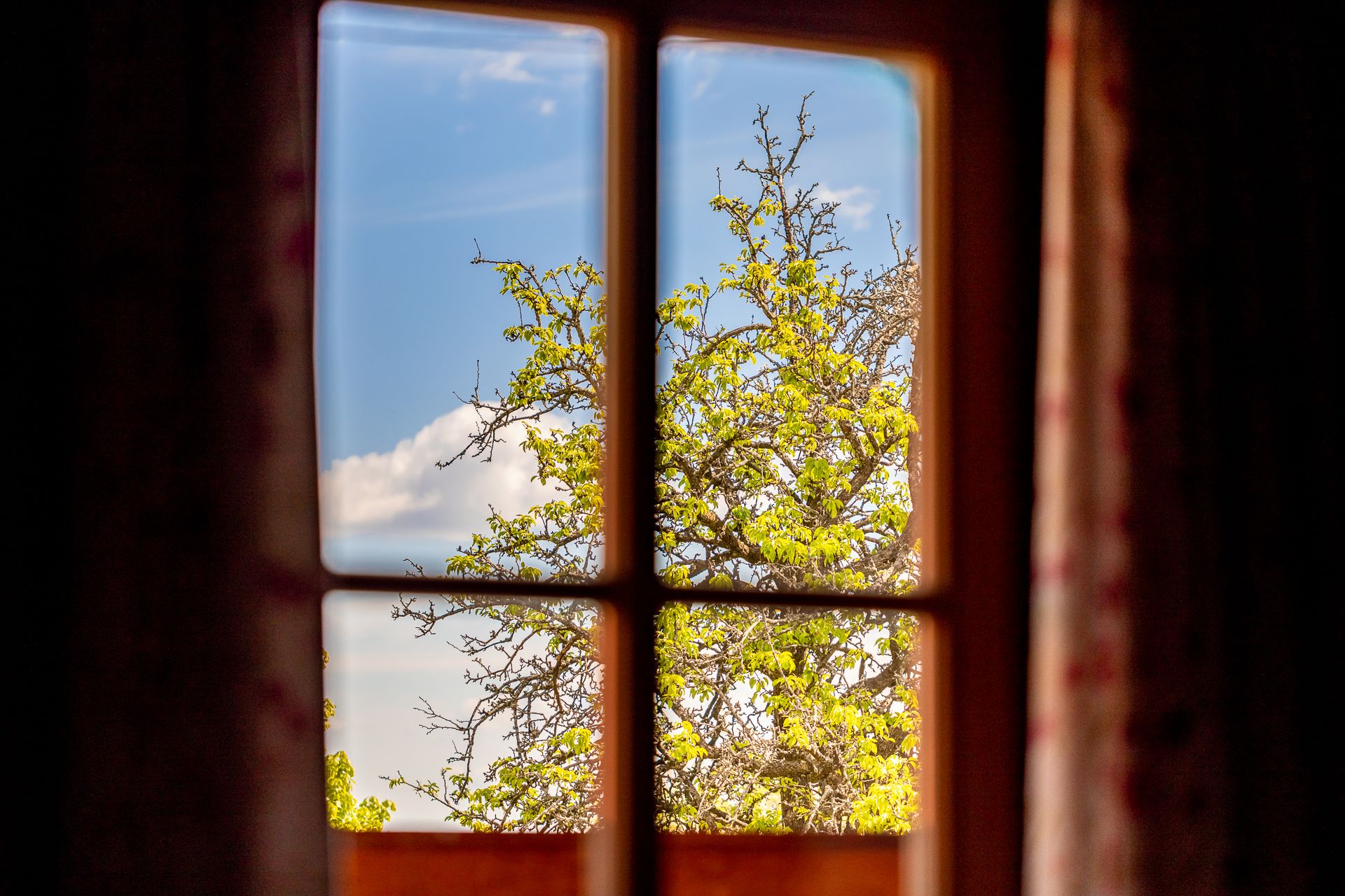 Ausblick aus Holzfenster auf grünen Baum unter blauem Himmel.
