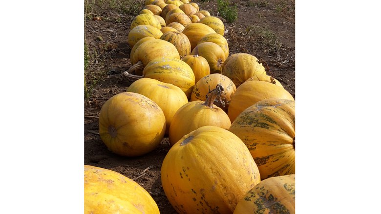 K&uuml;rbisse, &copy; Fam. Hellmer