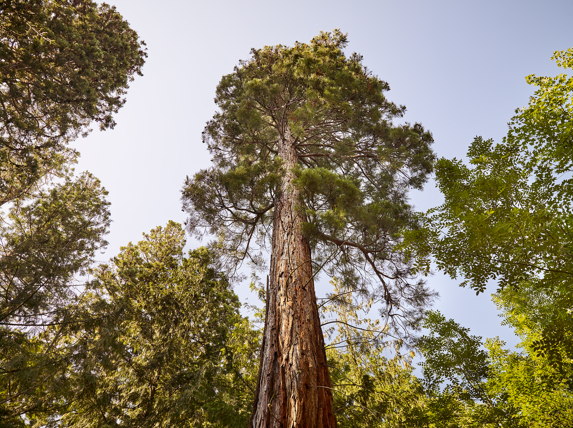 Die majestätischen Mammutbäume ragen hoch in den Himmel und schaffen eine beeindruckende Kulisse, die zum Staunen einlädt. Umgeben von üppigem Grün und dem sanften Licht der Sonne, fühlt man sich hier wie in einem verwunschenen Märchenwald. Ein Ort der Ruhe und Erholung, ideal für Naturliebhaber und Wanderfreunde.