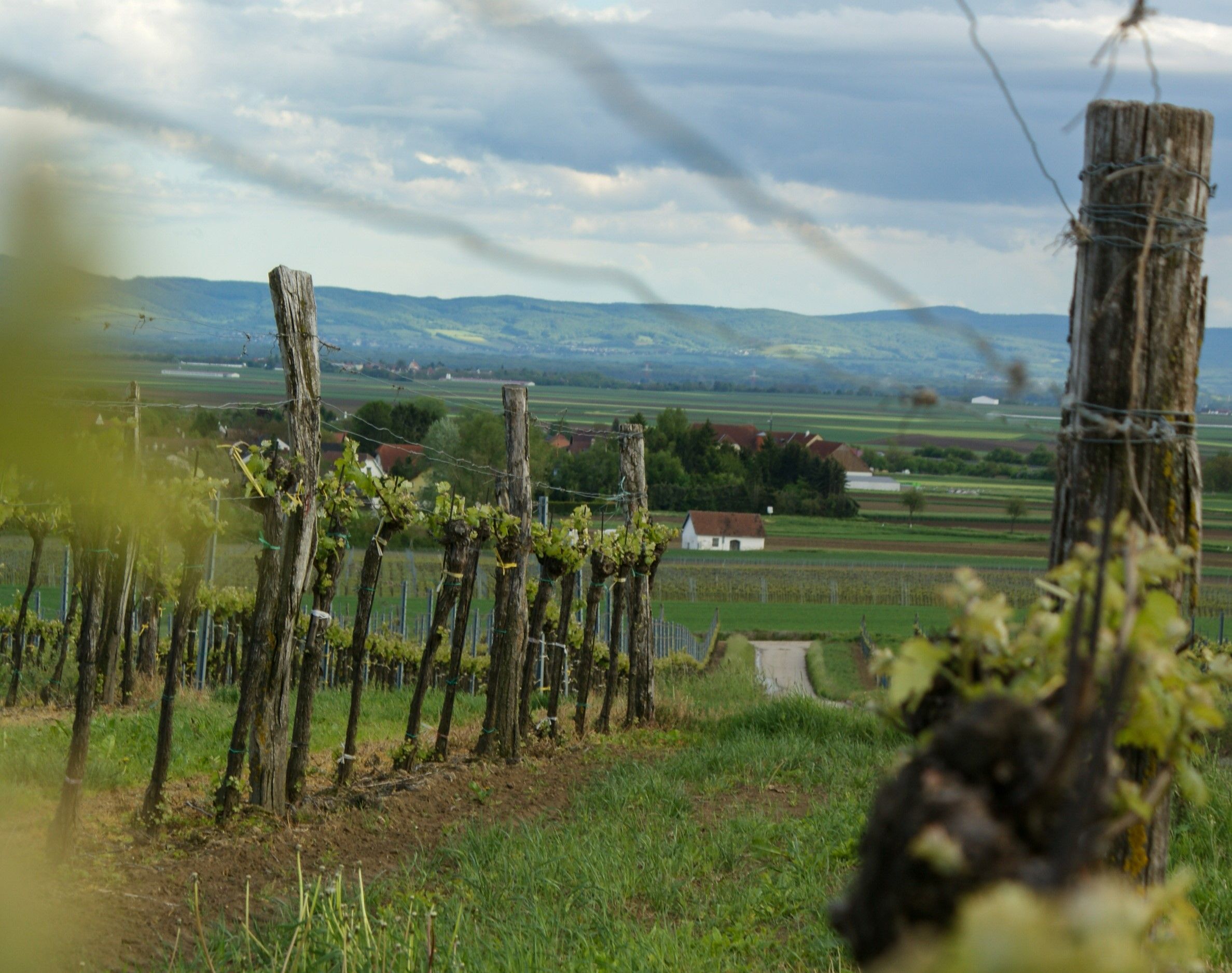 Weinberge in Niederrußbach mit Blick auf ein Tal und Hügel im Hintergrund.