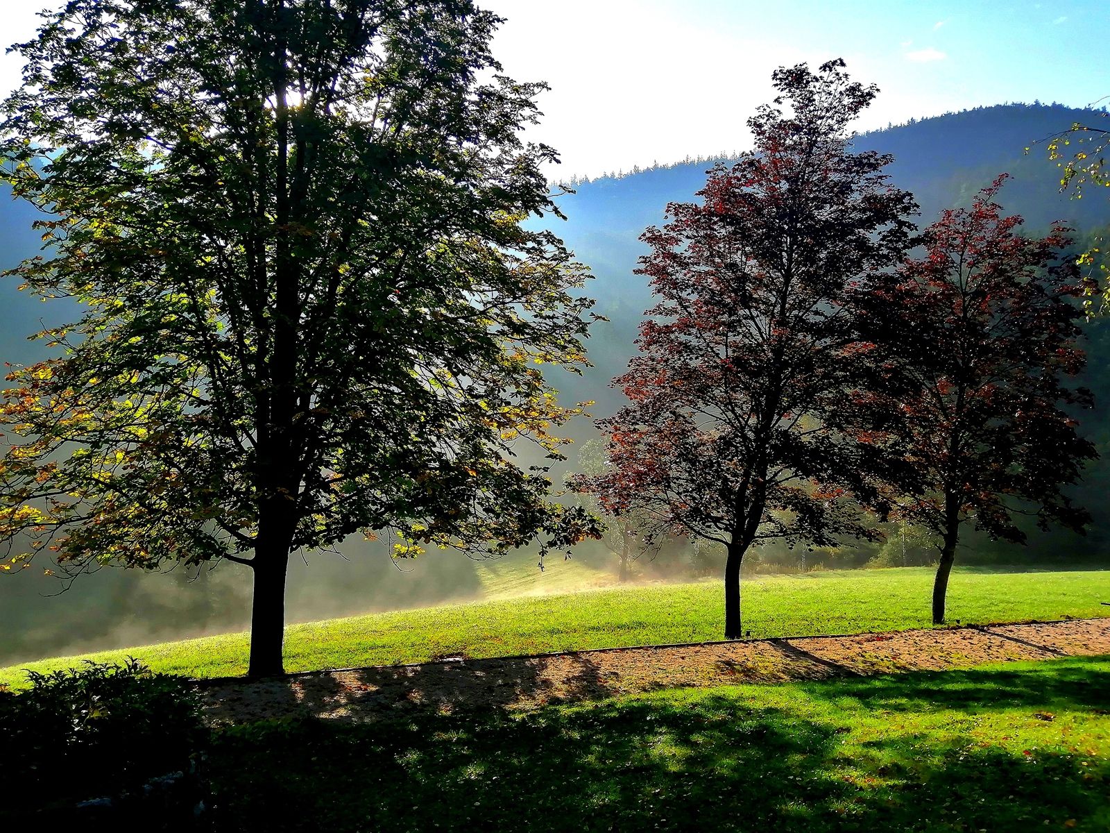 Drei Bäume auf einer Wiese im Morgenlicht mit Nebel im Hintergrund.