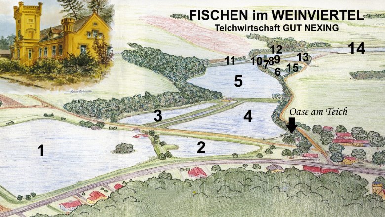 Illustration eines Teichplans mit nummerierten Bereichen und einem Gebäude im Weinviertel.