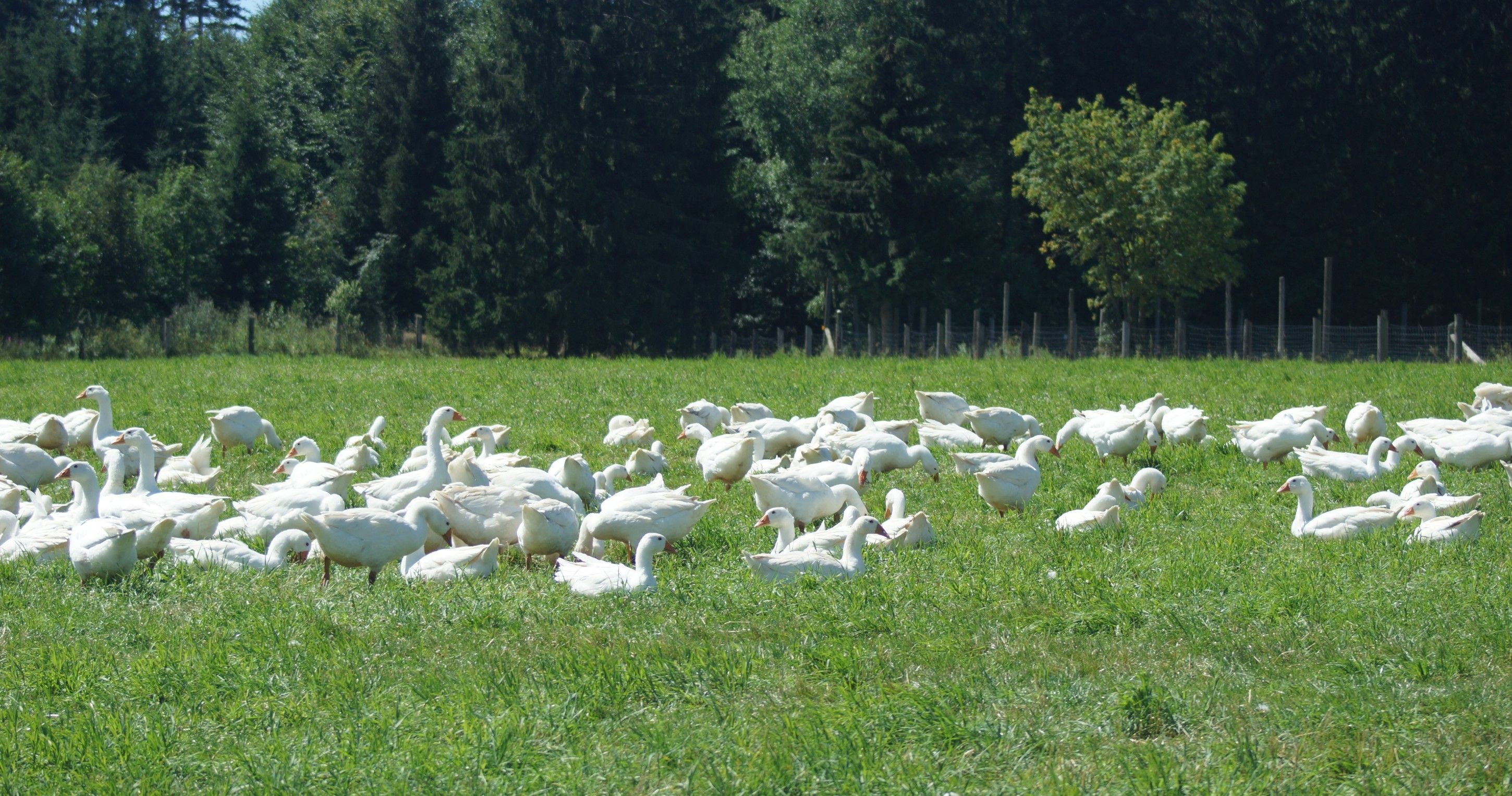 Gänseweide