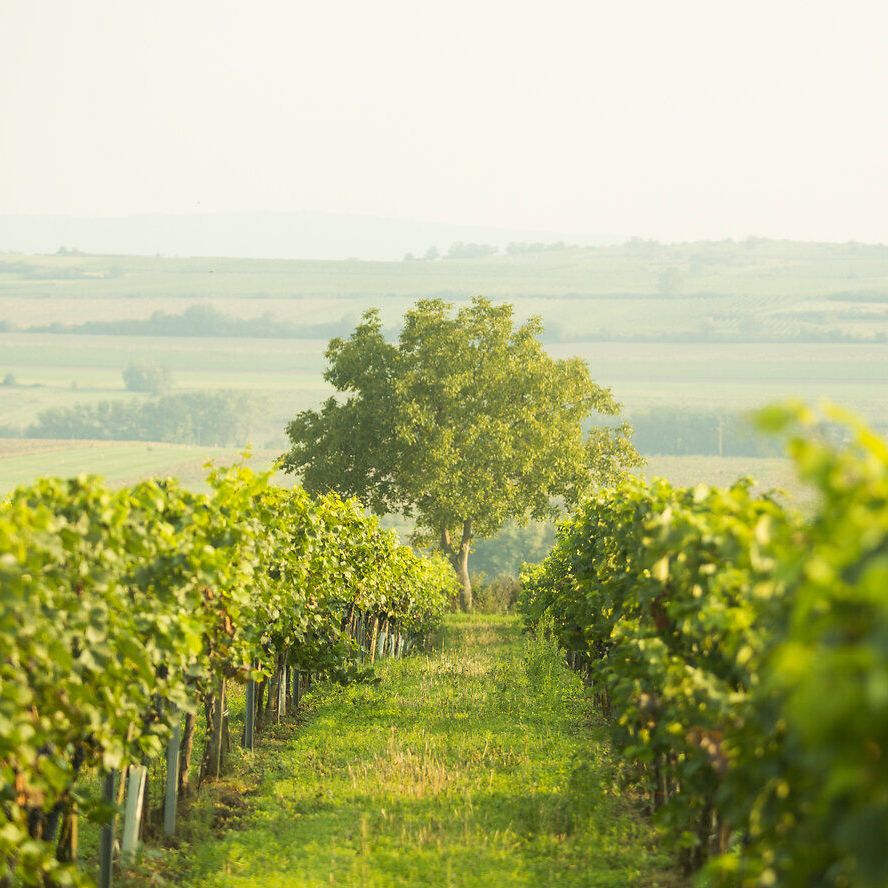 Die sanften Hügel und die üppigen Weinreben erstrecken sich bis zum Horizont und laden zu einem entspannenden Spaziergang ein. Ein einzelner Baum steht majestätisch inmitten der Weinlandschaft und bietet einen perfekten Platz für eine kleine Pause. Hier, wo die Natur in voller Pracht erblüht, können Besucher die Ruhe und Schönheit der Umgebung genießen.