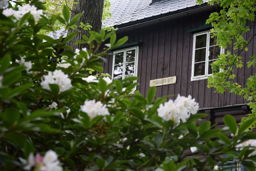 Holzhütte hinter blühenden Rhododendronbüschen.