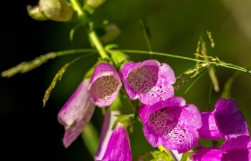 Aufmerksame Wanderer k&ouml;nnen sich einer Vielzahl an Pflanzen erfreuen, &copy; Wiener Alpen in Nieder&ouml;sterreich - Wechsel