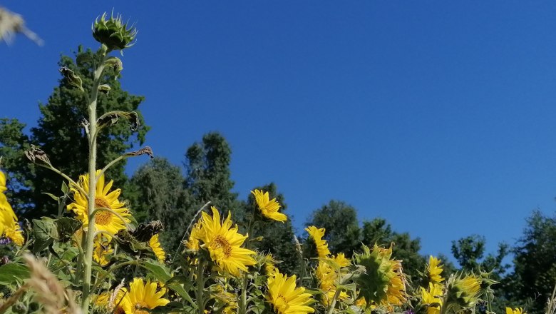 Sonnenblumenfeld, &copy; Lisa Kriegleder