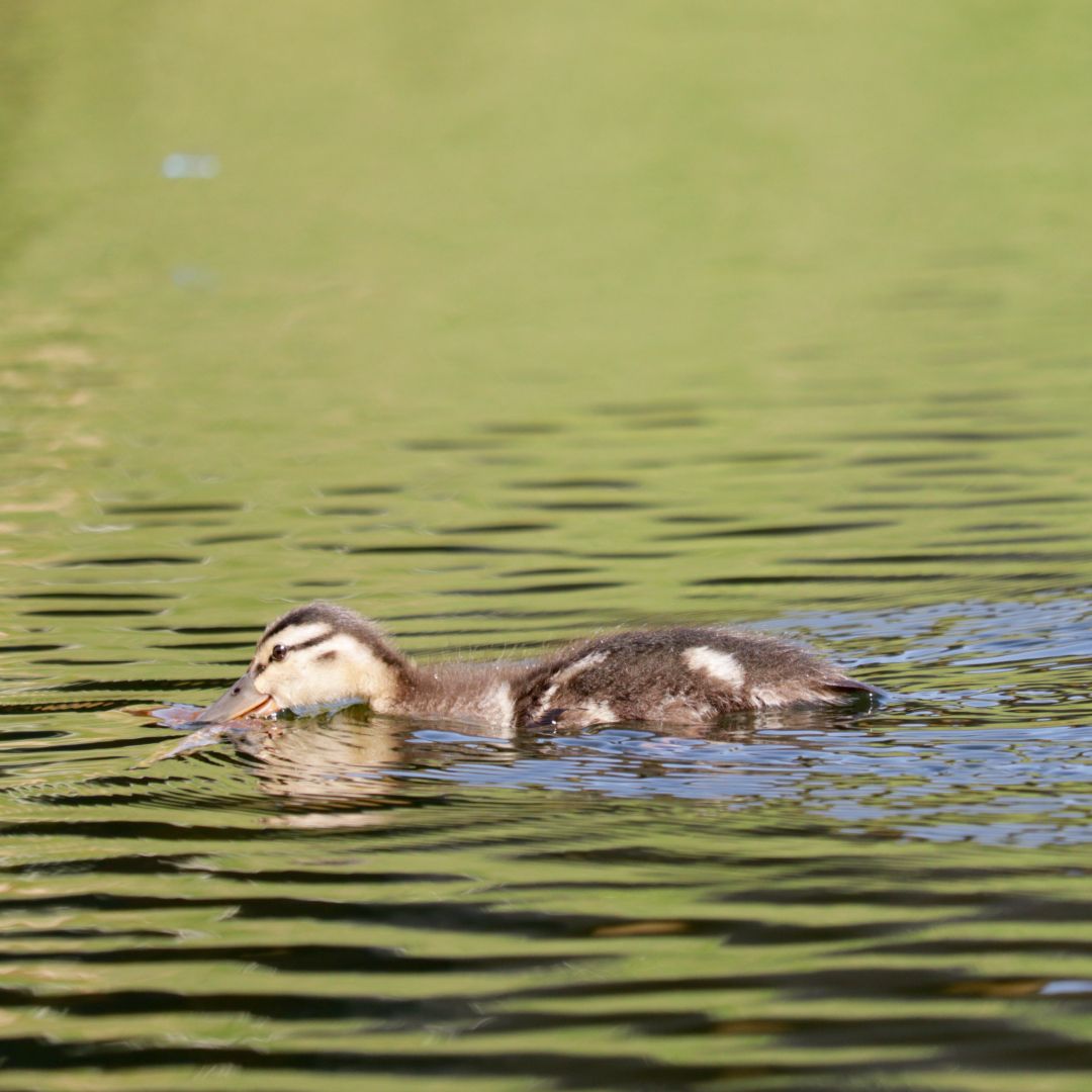 Eine junge Ente schwimmt auf einem Teich.