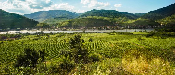 Weinreisen an der Donau, © Rita Newman