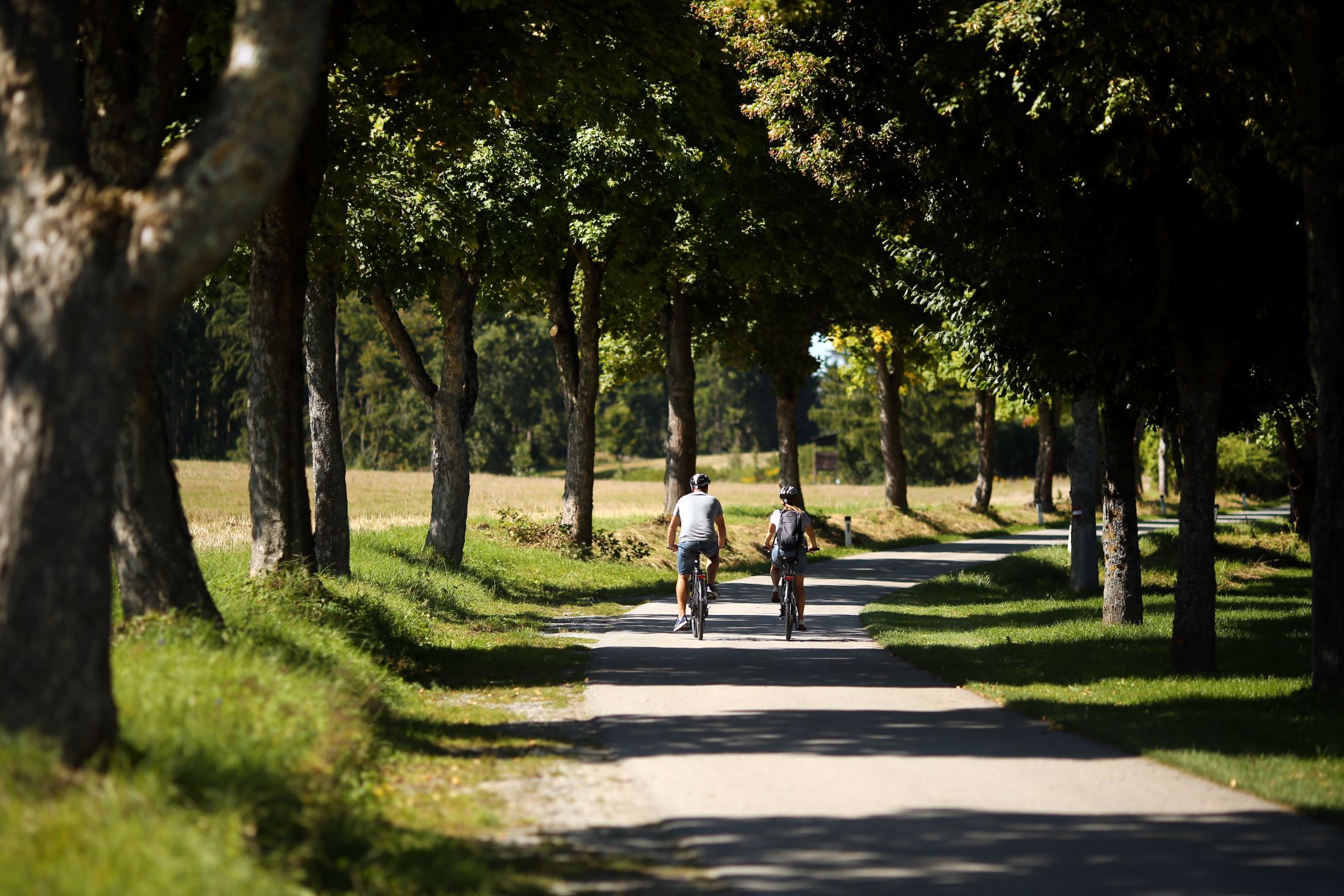 Zwei Radfahrer auf einem von Bäumen gesäumten Weg.