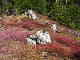 Erikabl&uuml;te am Wolfsbergkogel, &copy; Wiener Alpen in Nieder&ouml;sterreich - Semmering Rax