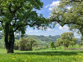 Unterwegs am Trefflingblickweg, &copy; Marktgemeinde Seitenstetten