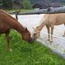 Pferde am Hof der Familie Schl&ouml;gelhofer, &copy; Heike und Arthur Schl&ouml;gelhofer