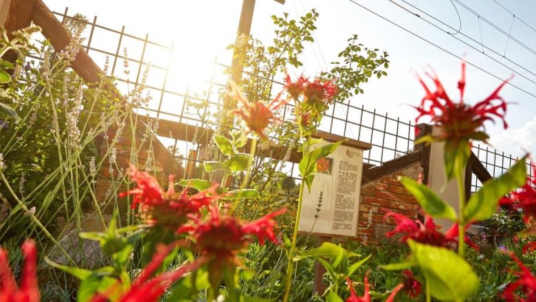 Ein sonniger Kr&auml;utergarten mit roten Bl&uuml;ten und Infotafel.