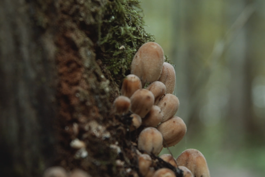 Das Wunder Natur, © We Make Stories